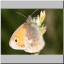 Coenonympha pamphilus - Kleines Wiesenvoegelchen 01 Deister.jpg